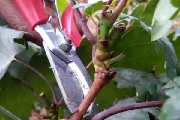 春季葡萄剪枝的方法，在3-4月份葡萄萌芽之前进行