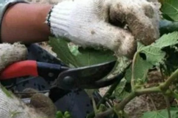 春季葡萄剪枝的方法，在3-4月份葡萄萌芽之前进行