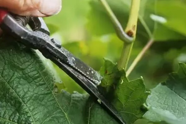 春季葡萄剪枝的方法，在3-4月份葡萄萌芽之前进行