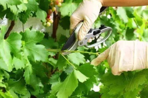 春季葡萄剪枝的方法，在3-4月份葡萄萌芽之前进行