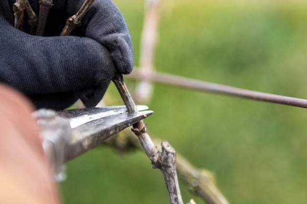 春季葡萄剪枝的方法，在3-4月份葡萄萌芽之前进行