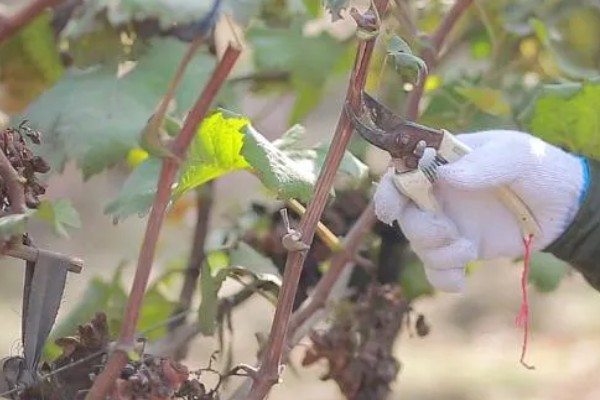 春季葡萄剪枝的方法，在3-4月份葡萄萌芽之前进行