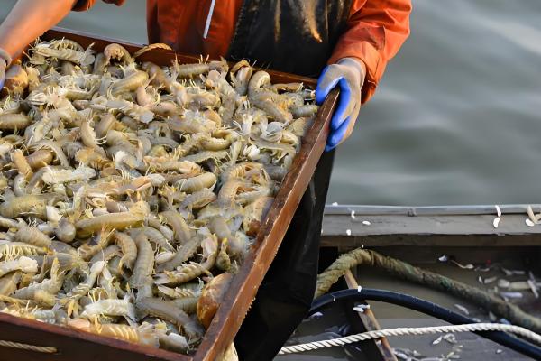 皮皮虾能不能养殖,对养殖环境有很高的要求