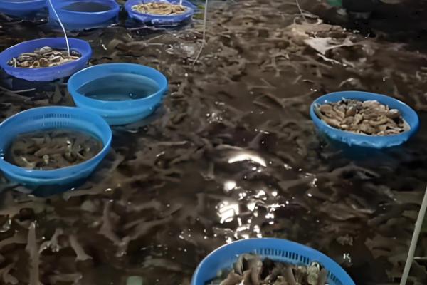 皮皮虾能不能养殖,对养殖环境有很高的要求