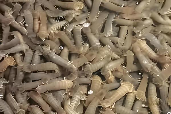 皮皮虾能不能养殖,对养殖环境有很高的要求