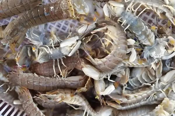 皮皮虾能不能养殖,对养殖环境有很高的要求