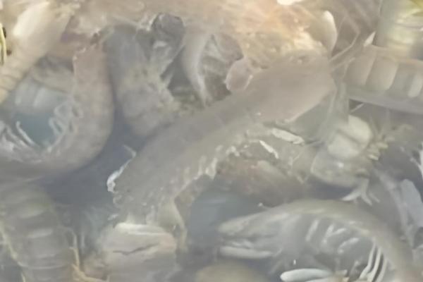 皮皮虾能不能养殖,对养殖环境有很高的要求