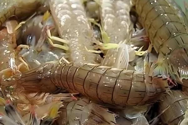 皮皮虾能不能养殖,对养殖环境有很高的要求