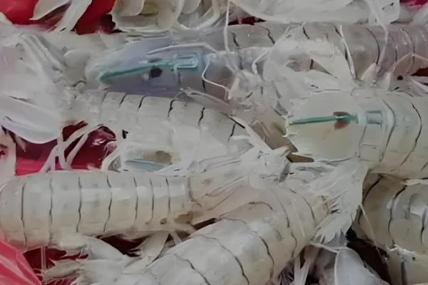 皮皮虾能不能养殖,对养殖环境有很高的要求