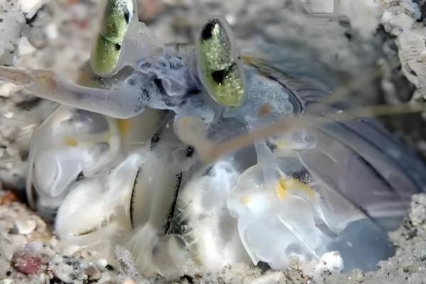 皮皮虾能不能养殖,对养殖环境有很高的要求