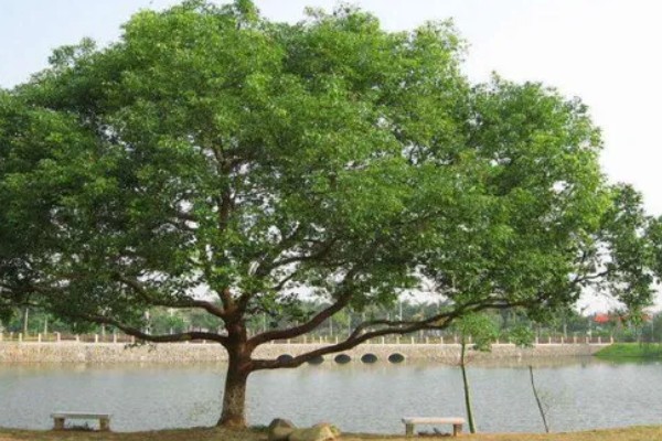 香樟树叶片发黄变焦如何处理，剪除黄叶和瘦弱的枝条并喷施多菌灵