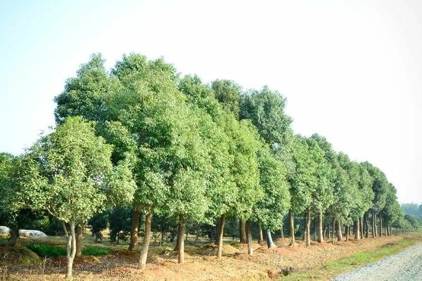 香樟树叶片发黄变焦如何处理，剪除黄叶和瘦弱的枝条并喷施多菌灵