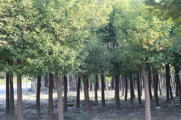 香樟树叶片发黄变焦如何处理，剪除黄叶和瘦弱的枝条并喷施多菌灵