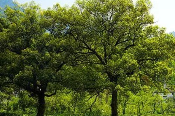 香樟树叶片发黄变焦如何处理，剪除黄叶和瘦弱的枝条并喷施多菌灵