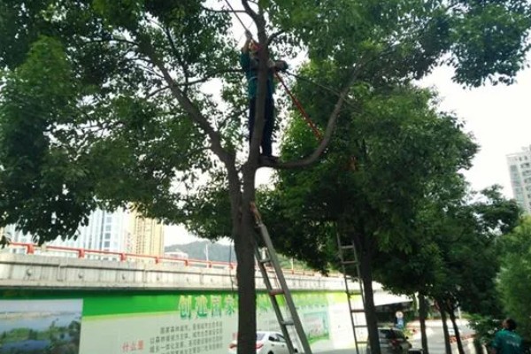 香樟树叶片发黄变焦如何处理，剪除黄叶和瘦弱的枝条并喷施多菌灵