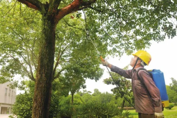香樟树叶片发黄变焦如何处理，剪除黄叶和瘦弱的枝条并喷施多菌灵