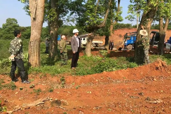 香樟树叶片发黄变焦如何处理，剪除黄叶和瘦弱的枝条并喷施多菌灵