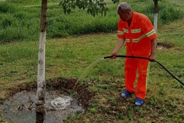 香樟树叶片发黄变焦如何处理，剪除黄叶和瘦弱的枝条并喷施多菌灵