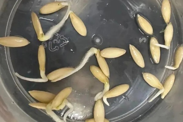 怎么栽培黄瓜，每穴种植1-2棵瓜苗