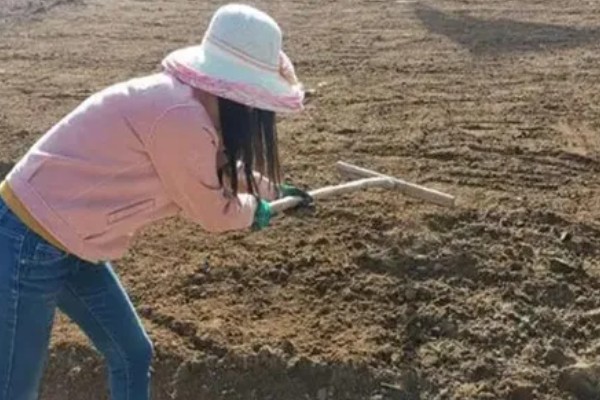 怎么栽培黄瓜，每穴种植1-2棵瓜苗