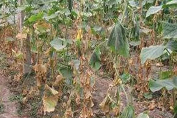 怎么栽培黄瓜，每穴种植1-2棵瓜苗