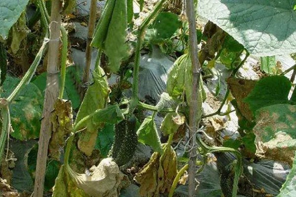 怎么栽培黄瓜，每穴种植1-2棵瓜苗
