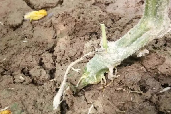 怎么栽培黄瓜，每穴种植1-2棵瓜苗