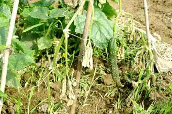 怎么栽培黄瓜，每穴种植1-2棵瓜苗