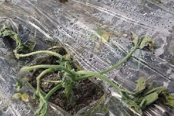怎么栽培黄瓜，每穴种植1-2棵瓜苗