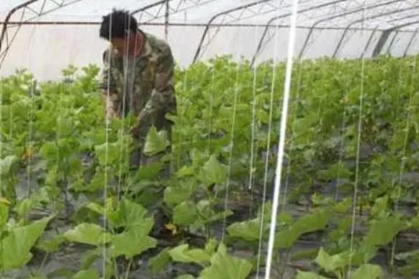 怎么栽培黄瓜，每穴种植1-2棵瓜苗