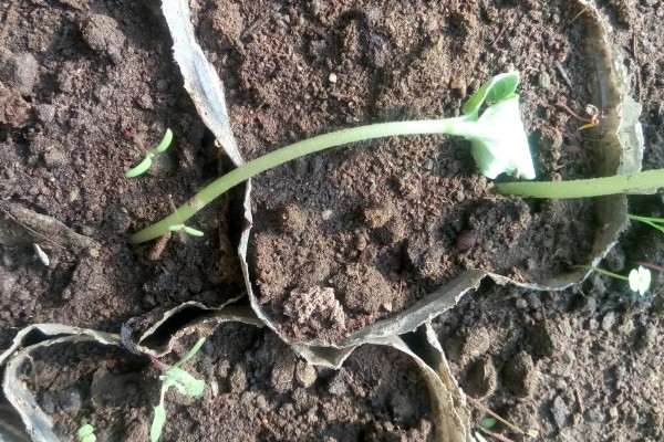 怎么栽培黄瓜，每穴种植1-2棵瓜苗