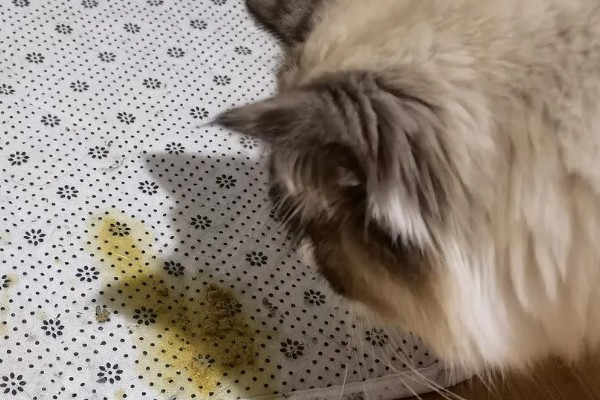 猫瘟的症状,具有发烧、食欲不振等表现