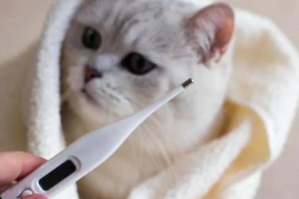 猫瘟的症状,具有发烧、食欲不振等表现