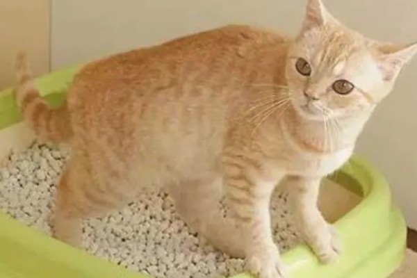 猫瘟的症状,具有发烧、食欲不振等表现