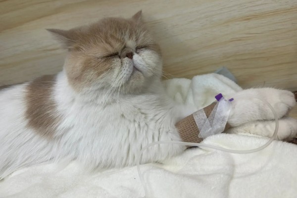 猫瘟的症状,具有发烧、食欲不振等表现