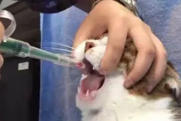 猫瘟的症状,具有发烧、食欲不振等表现