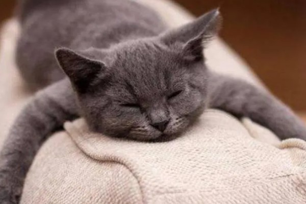 猫瘟的症状,具有发烧、食欲不振等表现