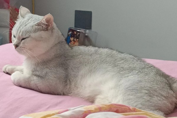 猫瘟的症状,具有发烧、食欲不振等表现