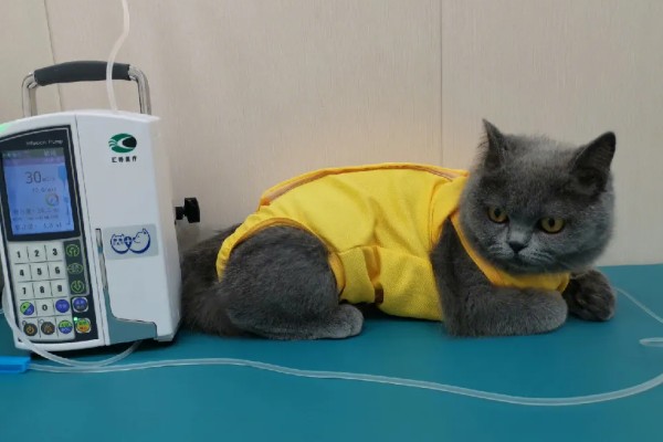 猫瘟的症状,具有发烧、食欲不振等表现