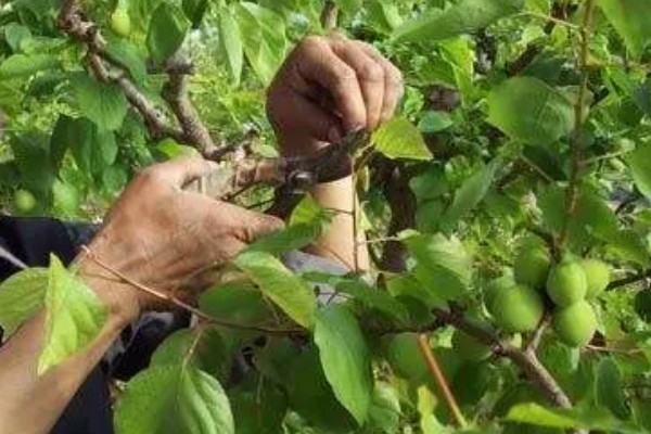 修剪杏树的方法，短截营养枝或延长枝