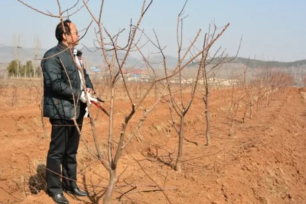 修剪杏树的方法，短截营养枝或延长枝