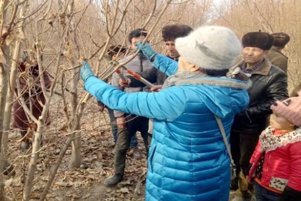 修剪杏树的方法，短截营养枝或延长枝