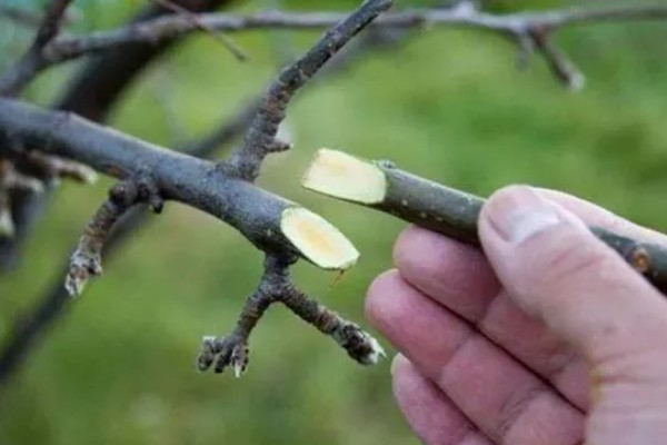 修剪杏树的方法，短截营养枝或延长枝