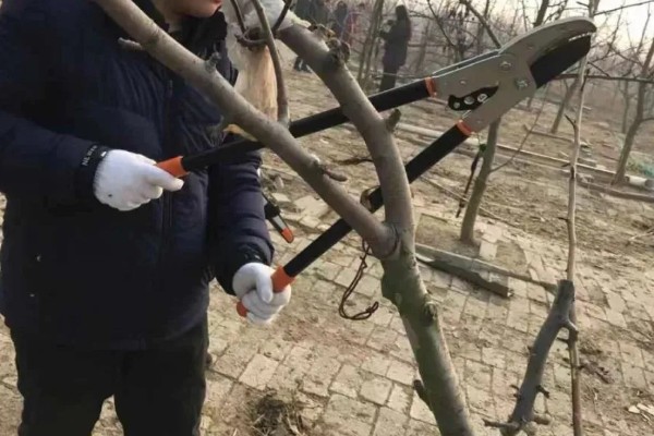 修剪杏树的方法，短截营养枝或延长枝
