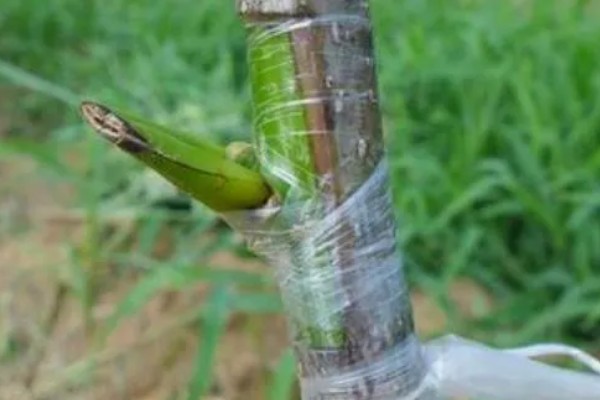 修剪杏树的方法，短截营养枝或延长枝