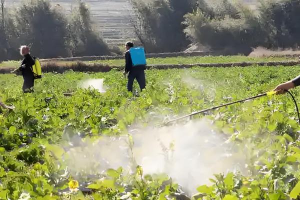 生长调节剂的施用注意事项，注意与栽培措施相结合