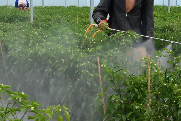 生长调节剂的施用注意事项，注意与栽培措施相结合