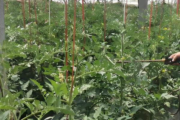生长调节剂的施用注意事项，注意与栽培措施相结合