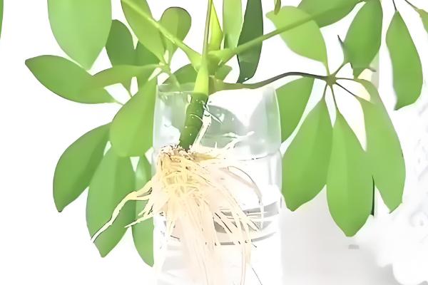 生长调节剂的施用注意事项，注意与栽培措施相结合