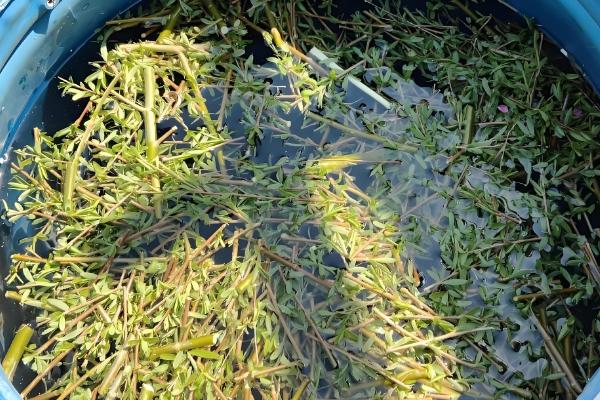 生长调节剂的施用注意事项，注意与栽培措施相结合